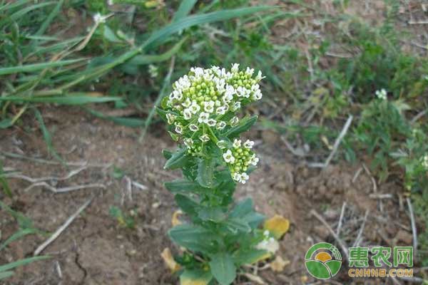 圓葉遏藍菜怎么種？圓葉遏藍菜人工種植技術