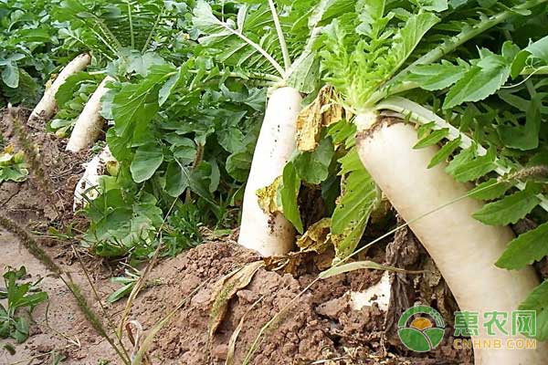 冬季蘿卜種植管理技術(shù)