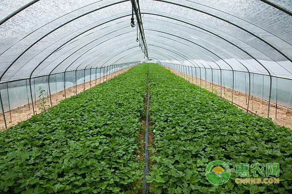 蔬菜病害防治：大棚蔬菜葉霉病防控措施