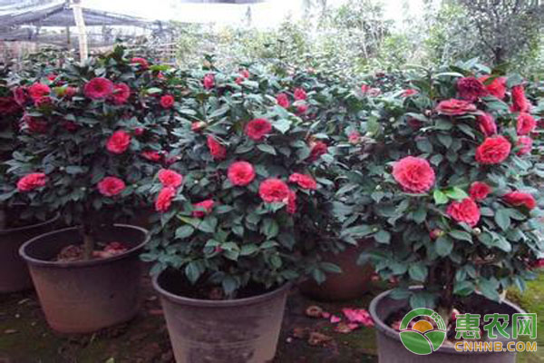 茶花種植方法