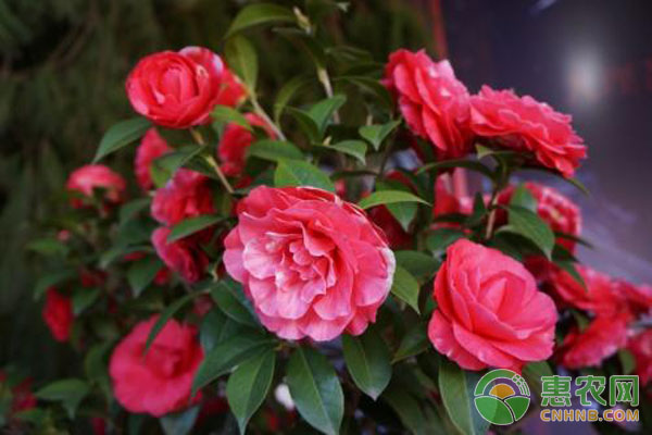 茶花種植技術(shù)