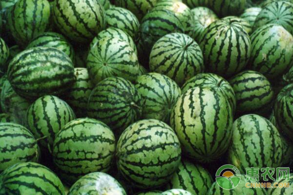 西瓜浸種催芽、播種和苗床管理方案