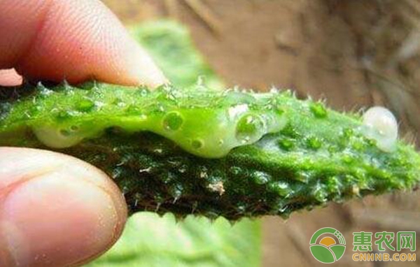 黃瓜種植出現(xiàn)白色膠狀物
