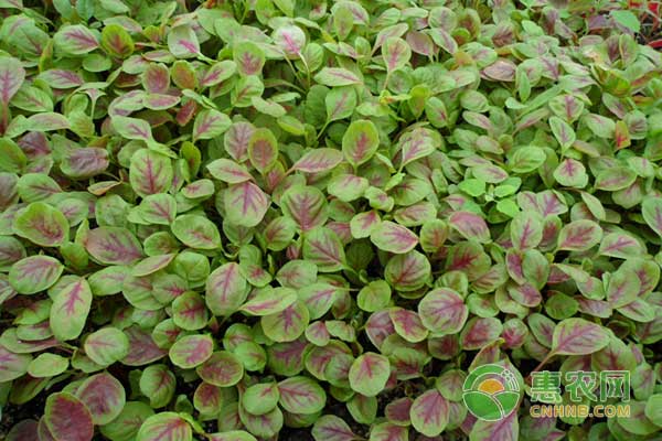 莧菜怎么種？莧菜高效高產(chǎn)栽培管理技術(shù)