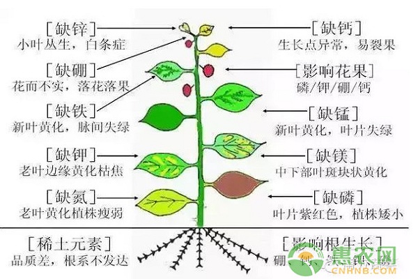 淺談果蔬常見的10種必要元素的生理作用