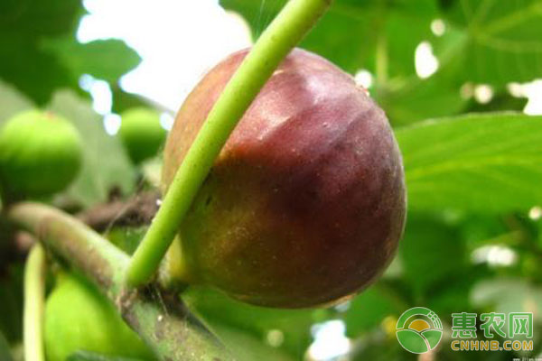 無(wú)花果栽培技術(shù)