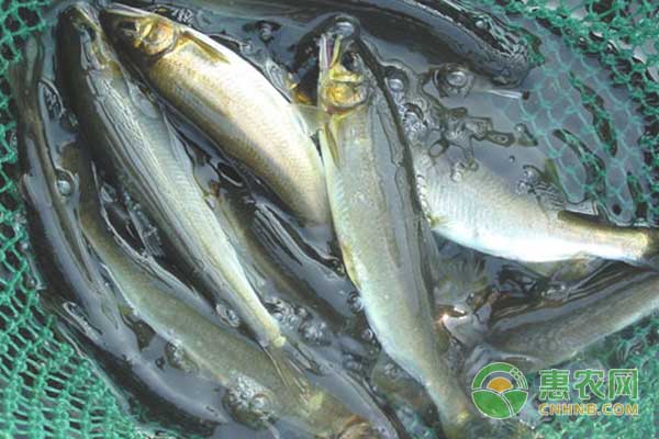香魚高產(chǎn)高效養(yǎng)殖技術(shù)