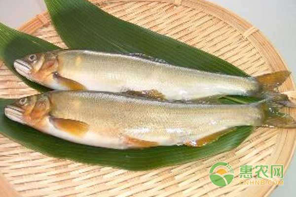 香魚高產(chǎn)高效養(yǎng)殖技術(shù)