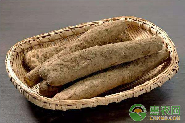 山藥怎么種植？山藥高產(chǎn)栽培管理技術(shù)