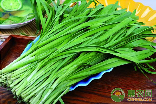 韭菜種植如何實現(xiàn)高產(chǎn)？韭菜優(yōu)質(zhì)豐產(chǎn)栽培管理技術(shù)