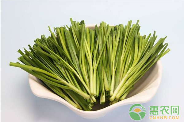 韭菜種植如何實現(xiàn)高產(chǎn)？韭菜優(yōu)質(zhì)豐產(chǎn)栽培管理技術(shù)