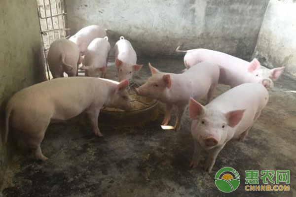 豬病預(yù)防措施