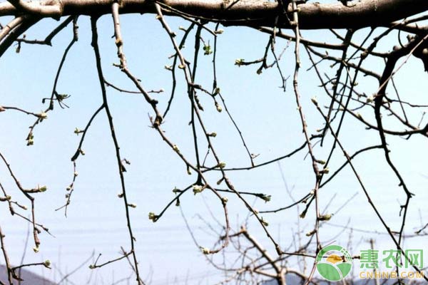 蘋果樹培養(yǎng)結(jié)果枝組方法