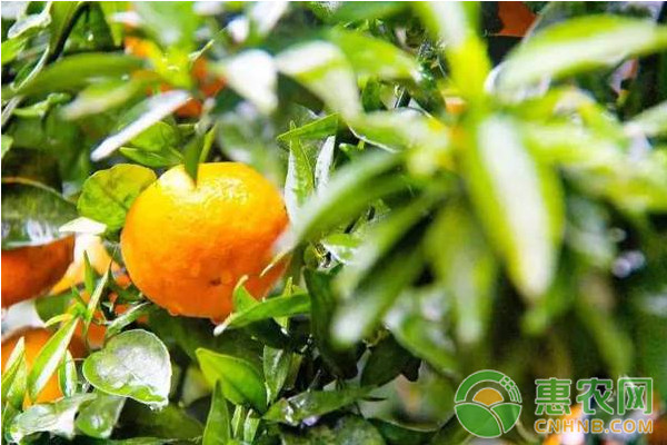淺析柑橘小實(shí)蠅綠色防控技術(shù)及應(yīng)用