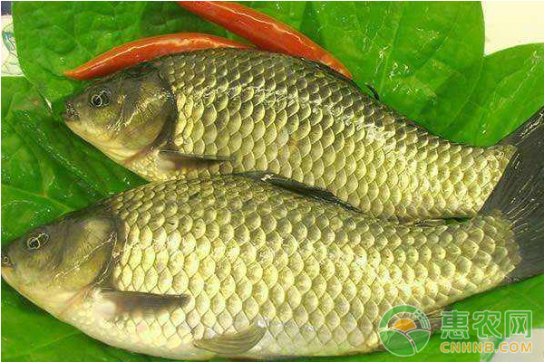 淺析冬季魚類高效養(yǎng)殖管理措施