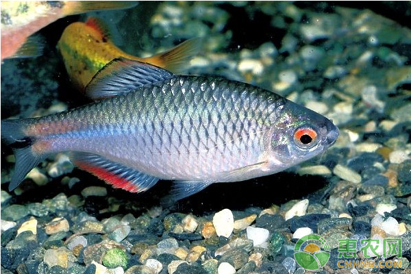 淺析冬季魚類高效養(yǎng)殖管理措施