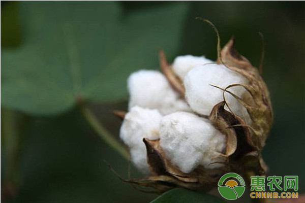 淺談棉花抗逆高效栽培技術(shù)的研究與應(yīng)用