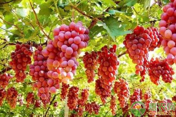 葡萄催芽肥怎么施：葡萄施催芽肥的原則
