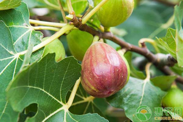 “水果皇后”原来这样种：无花果的种植技术