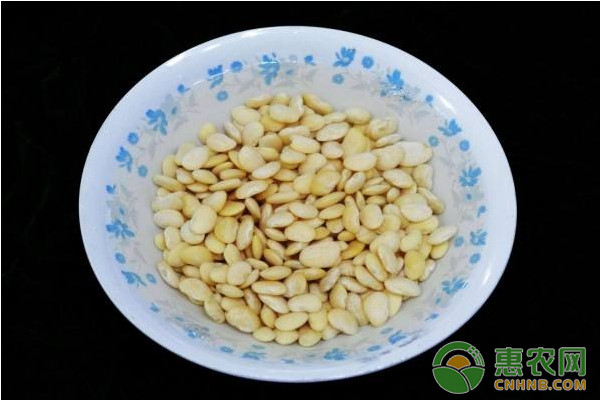 白扁豆怎么种植？白扁豆高产种植技术