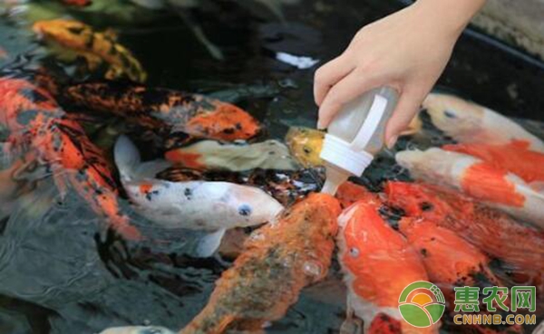 金魚