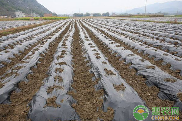 地膜除草技術(shù)