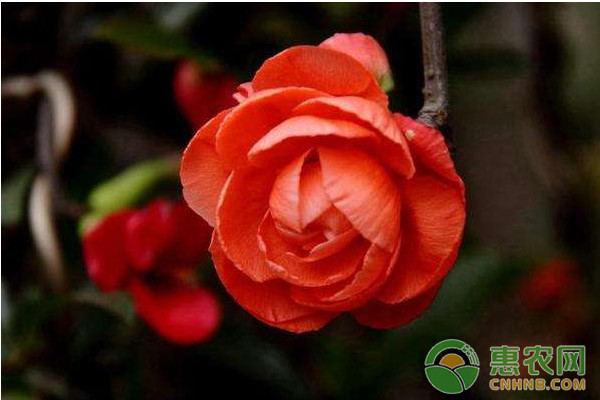 紅寶石海棠怎么種？紅寶石海棠高效種植技術(shù)