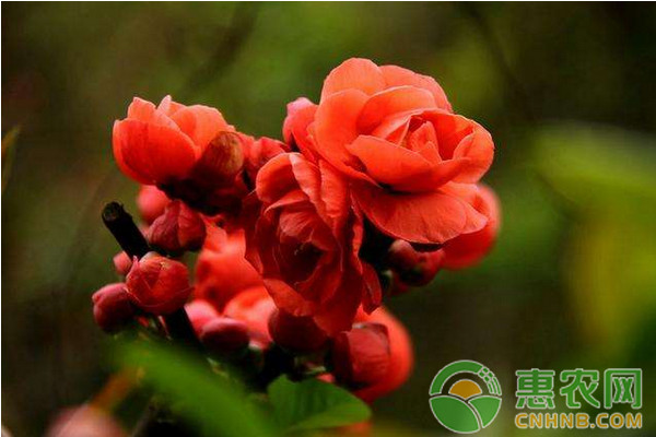 紅寶石海棠怎么種？紅寶石海棠高效種植技術(shù)