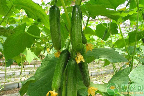 庭院種植技術(shù)：黃瓜栽培三步走