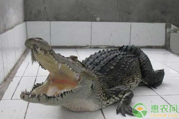 <a href='http://mixian138.com/t/58539.html' class='j-href' target='_blank'><span style='color:#FF8001'>鱷魚養(yǎng)殖</span></a>管理技術(shù)