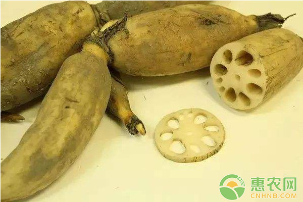有機蓮藕怎么種植？有機蓮藕高效種植技術(shù)