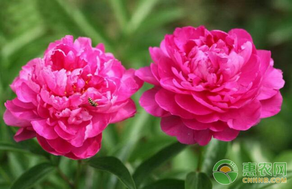 芍藥種植