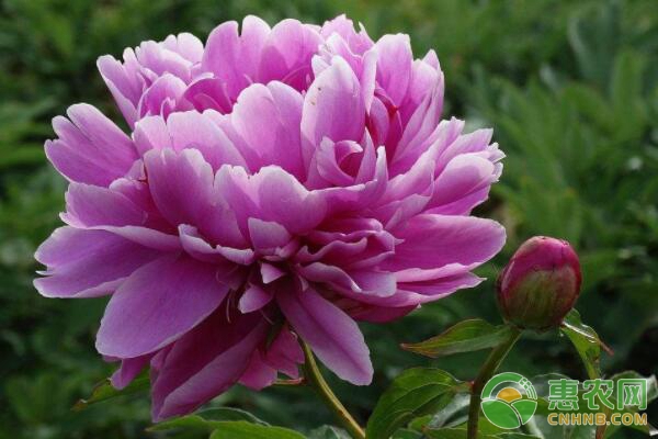 芍藥種植管理技術(shù)