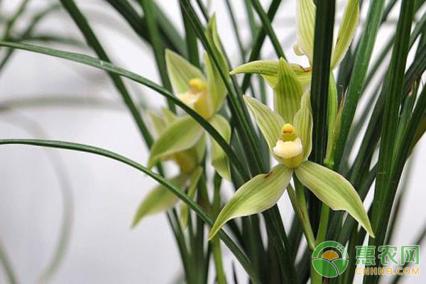 蘭花種植技術(shù)