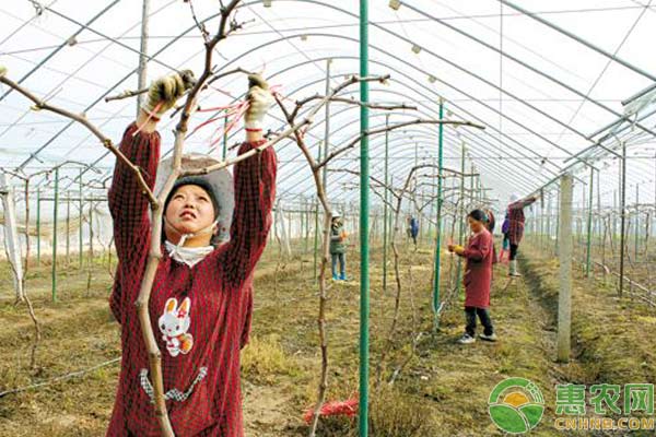 葡萄枝蔓管理技術(shù)