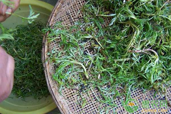 泥蒿怎么種？泥蒿人工馴化種植技術(shù)