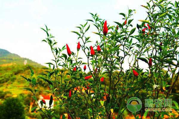 辣椒細(xì)菌性瘡痂病