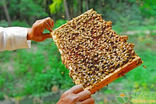 蜜蜂怎么养殖管理 蜜蜂的养殖管理蜜蜂养殖技术