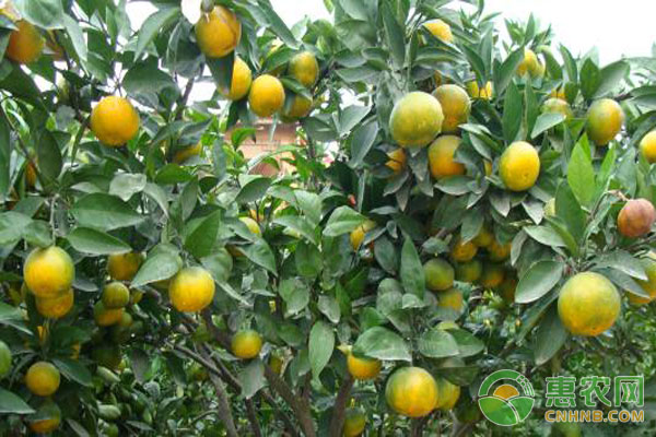 柑橘冬季管理技術(shù)