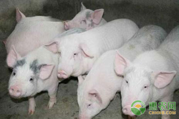 生豬高熱病防治措施
