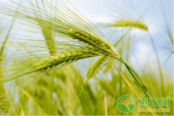 小麥種植課堂：影響小麥產(chǎn)量的四大因素