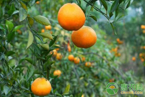 柑橘種植技術(shù)