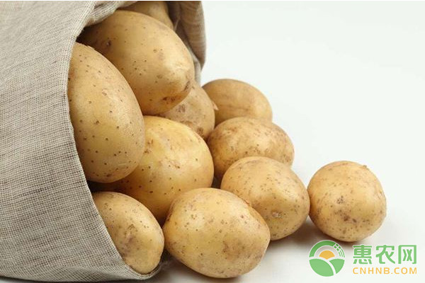 土豆種植如何實(shí)現(xiàn)高產(chǎn)？土豆高產(chǎn)栽培技術(shù)要點(diǎn)