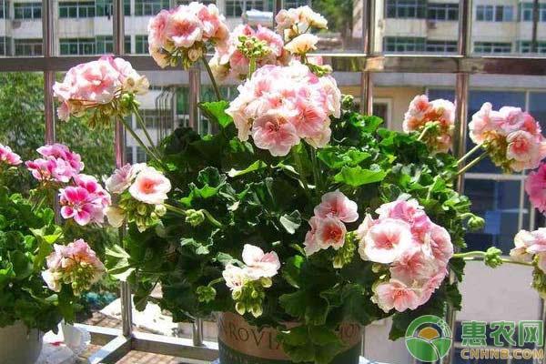 花卉瘋長(zhǎng)有妙招：牛奶澆灌植物注意事項(xiàng)