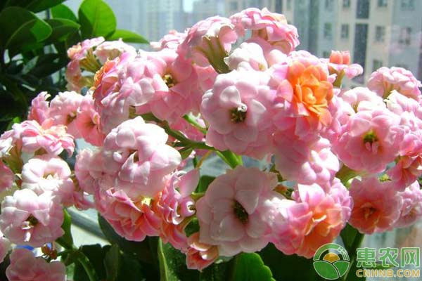 花卉瘋長(zhǎng)有妙招：牛奶澆灌植物注意事項(xiàng)