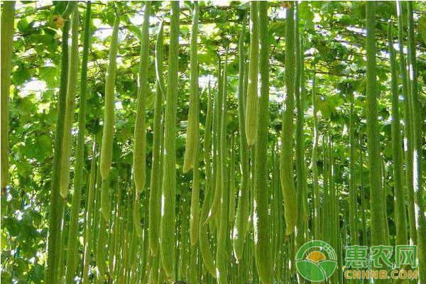 淺談瓜類蔬菜化瓜的常見(jiàn)原因及防治措施