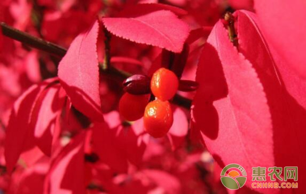 火焰衛(wèi)矛種植栽培技術(shù)