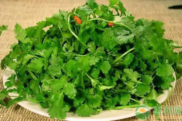 讓香菜瘋長(zhǎng)的秘訣：香菜種植小竅門(mén)
