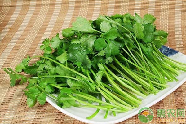 讓香菜瘋長(zhǎng)的秘訣：香菜種植小竅門(mén)