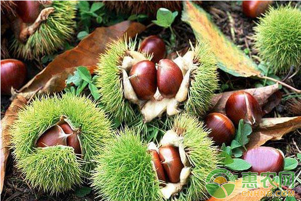 板栗嫁接不親和的癥狀及其應(yīng)對措施